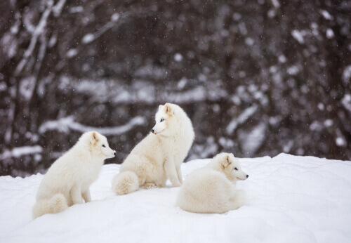 Three polar foxes in the snow.