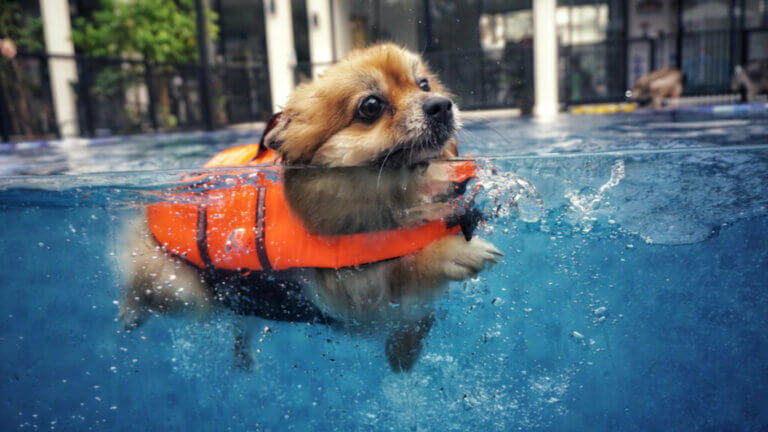 5 Tips to Take Into Account if You Want to Swim with Your Dog
