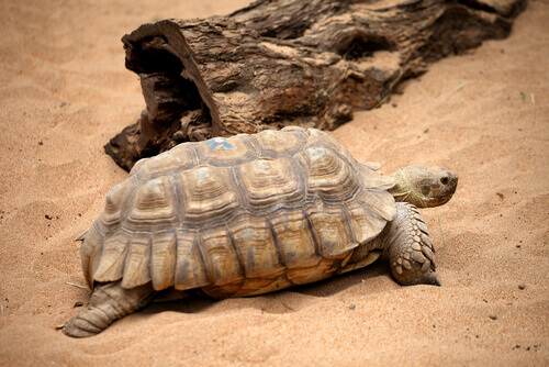 A tortoise.