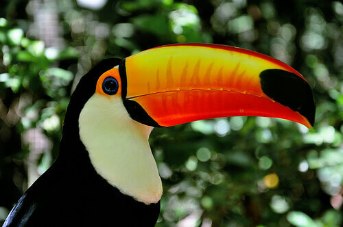 A toucan looking at the camera.