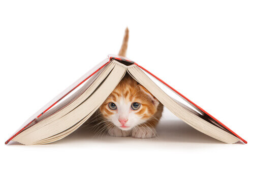 Feline Education: Is it Really Possible to Train a Cat?