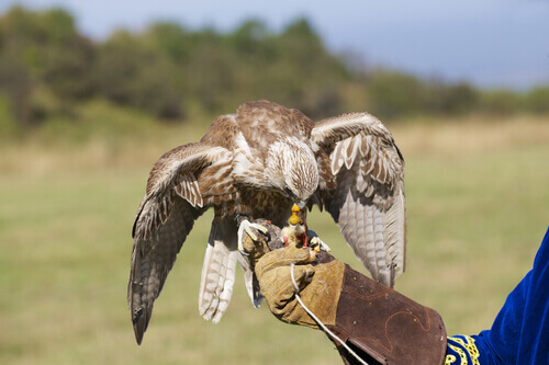 How to train a falcon: everything you need to know