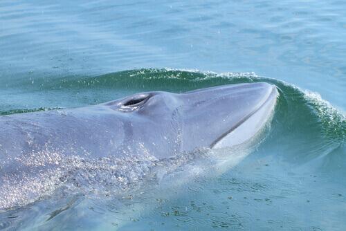 A Tropical whale breaks the surface.