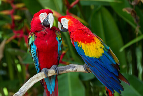Two macaws on a branch.