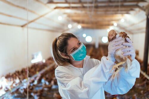 En veterinär håller upp en kyckling i en farm.
