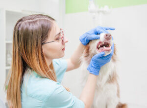 A vet cleans a dog's teeth.