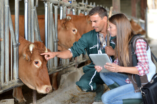 Veterinarians treating cows.