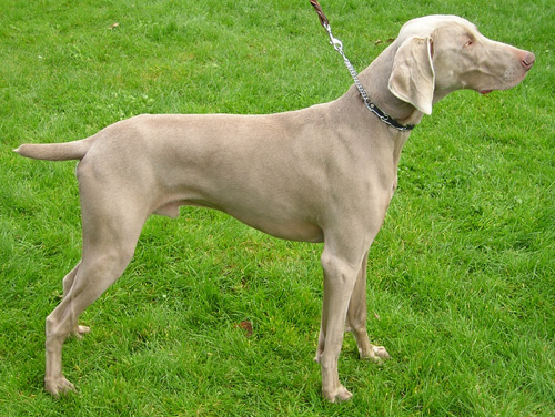 The Weimaraner, one of the best hunting dog breeds.