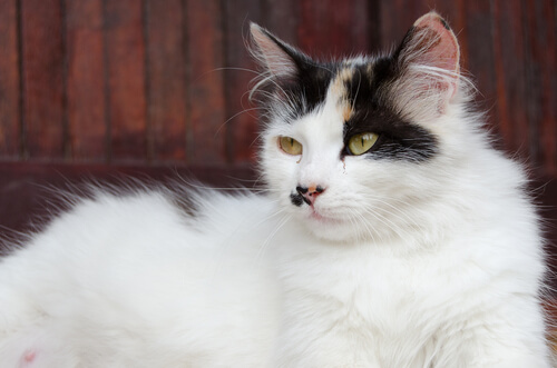 A white pregnant cat.
