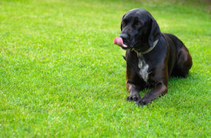 Why Your Dog Licks the Floor