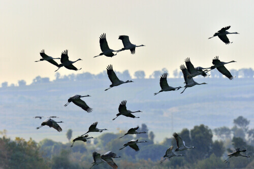 An image from the animal documentary "Winged Migration".
