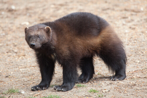 A wolverine on the move.