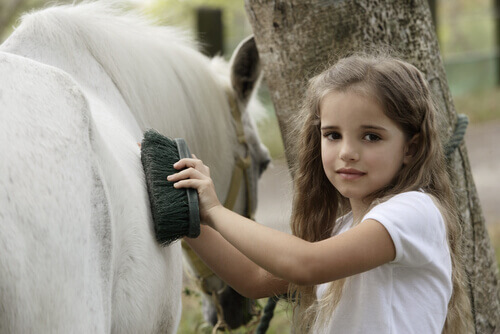 Your Horse's Coat: How To Properly Brush and Take Care of It