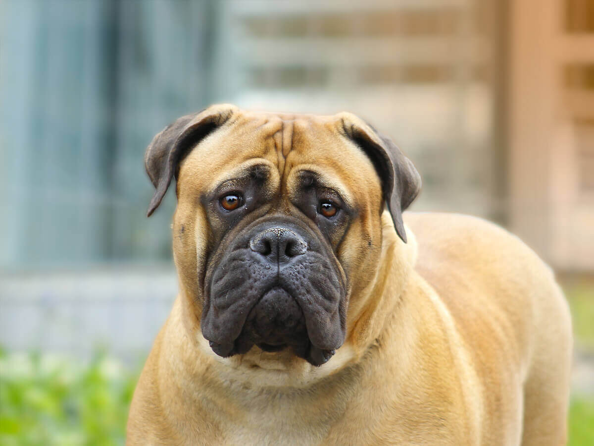 A large bullmastiff with a funny look on its face.