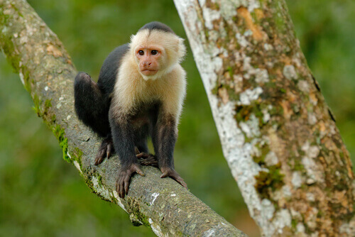A monkey on a tree.