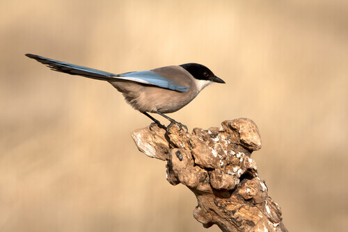 En fågel på en stock.