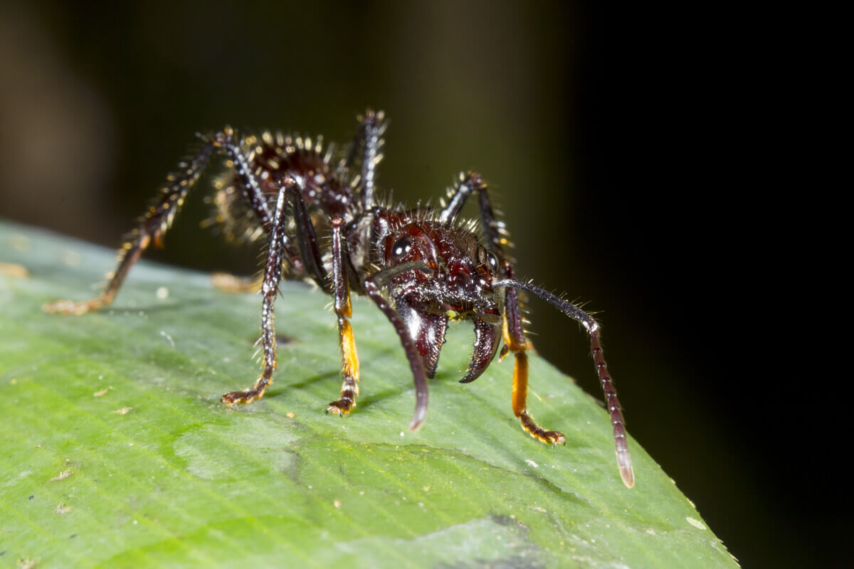 A bullet ant on a leaf.