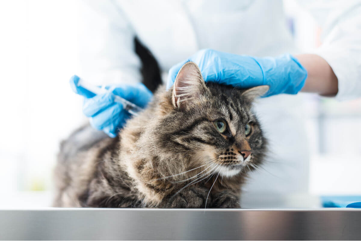 A veterinarian giving an injection to a cat.