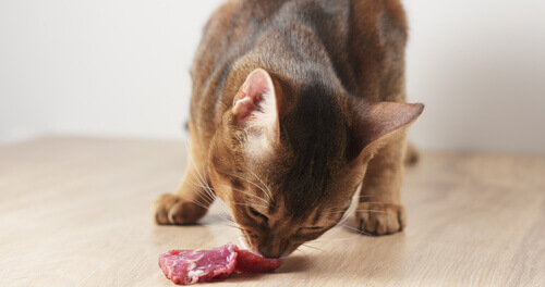 Description and Characteristics of the BARF Diet for Cats