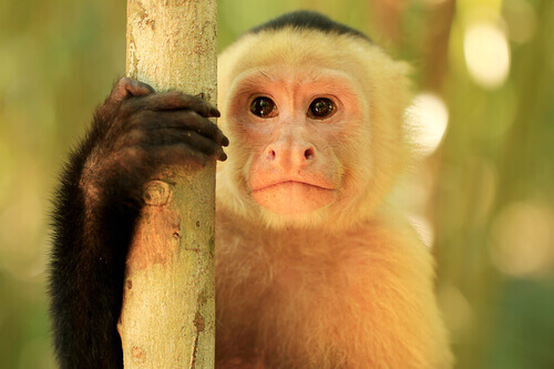 Characteristics and Behavior of the Capuchin Monkey