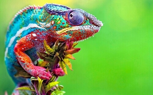 How to Identify the Gender of a Chameleon