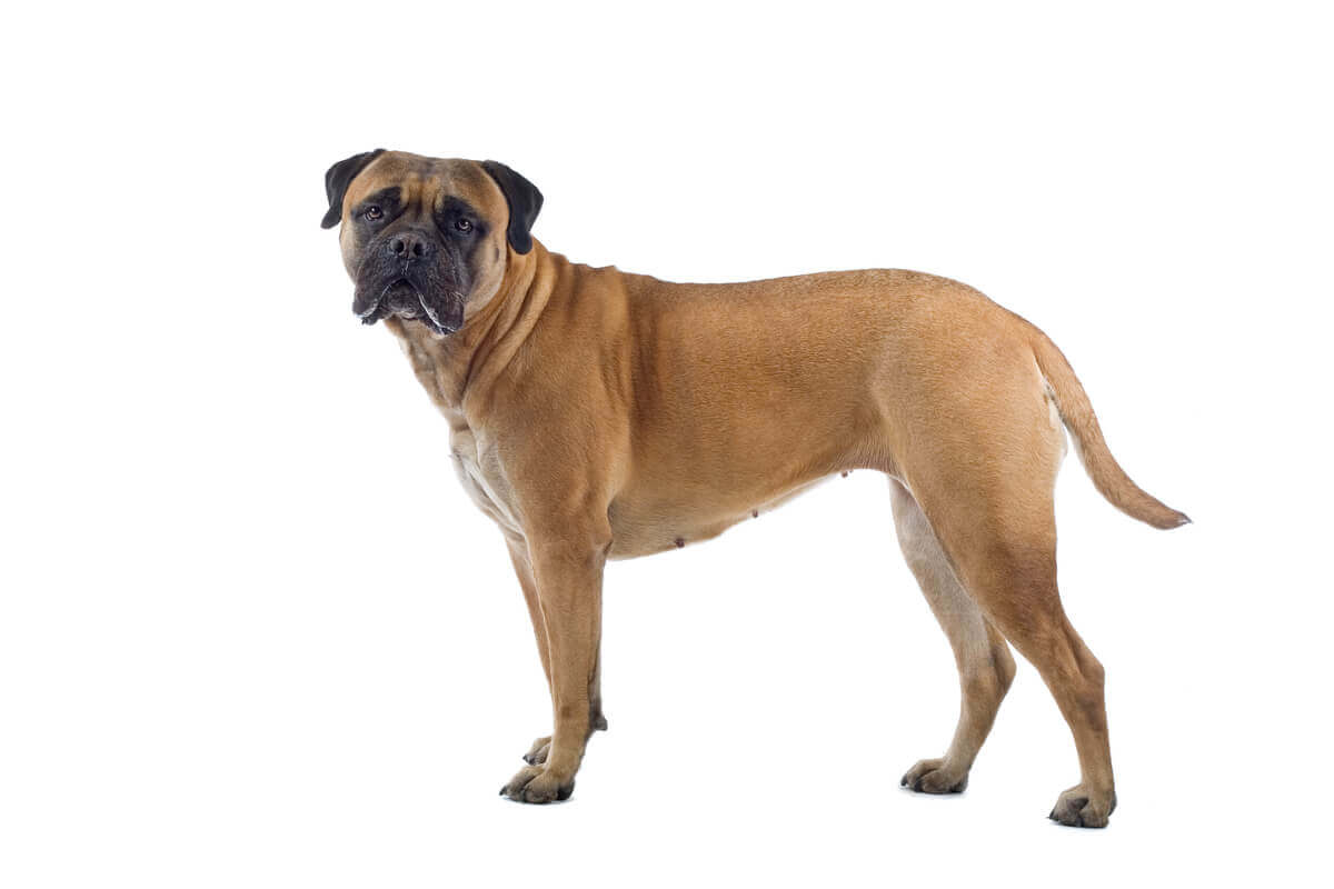 The body and face of a bullmastiff.