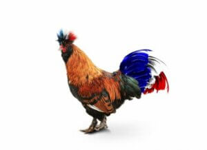 A chicken with a red, white and blue tail.