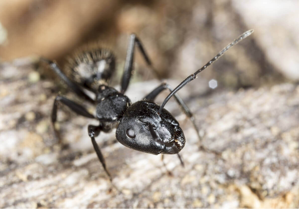 A close up image of a soldier ant.