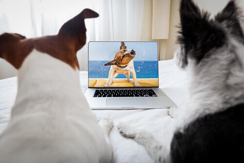A couple dogs watching a video of a dog.