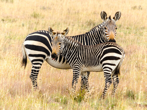 A couple zebras in their natural habitat.