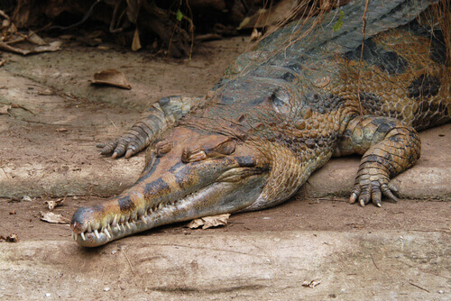 A crawling false gharial.