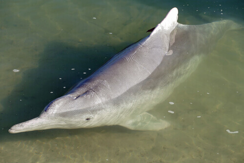 A dolphin underwater.
