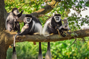 Characteristics, Behavior and Habitat of the Colobus