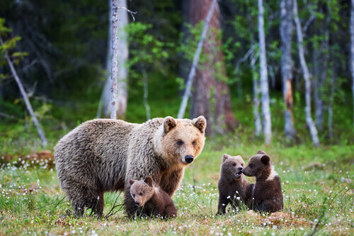 A family of forest animals.