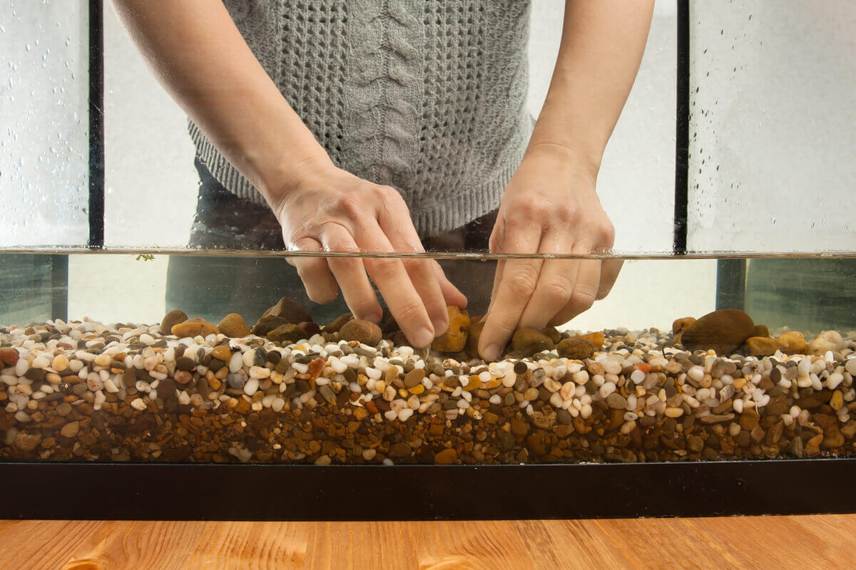 A woman arranging pebbles in a shallow aquarium.