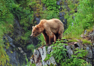 The Grizzly Bear: The Most Famous Forest Animal