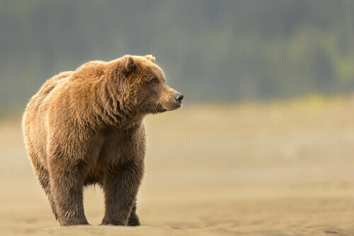 A grizzly bear on an open field.