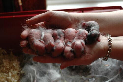 A hand holding six babies.