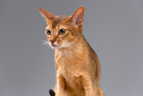 A honey colored cat.
