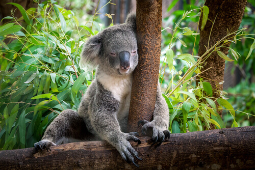 Characteristics and Facts about Koalas - My Animals