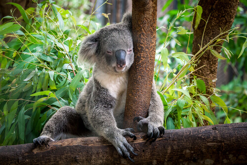 Koala tegen een boom