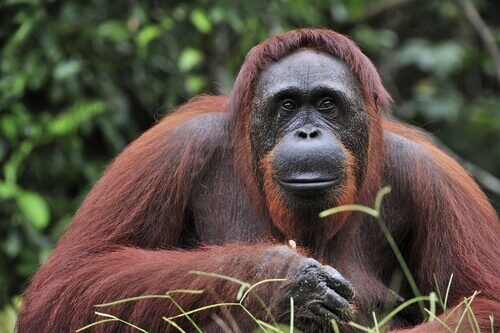 Orangutans are part of the wildlife of Southeast Asia.