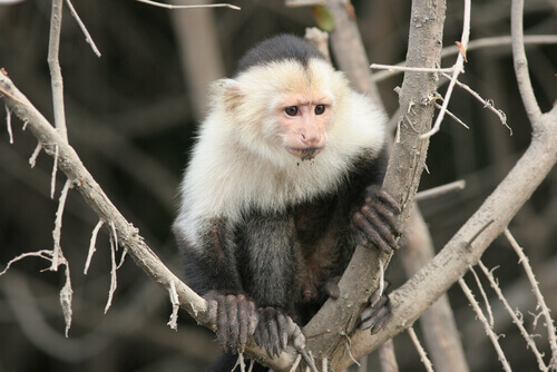 A monkey on a tree.
