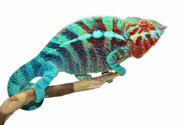 Caring for a Panther Chameleon in Captivity