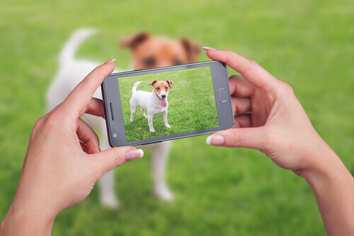 Tips on How to Make a Video of Your Favorite Pets