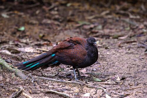 A pheasant on the ground.