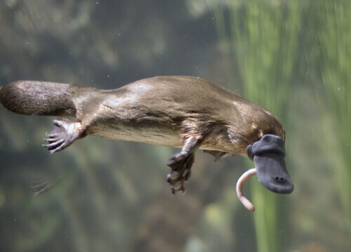 A platypus flying.