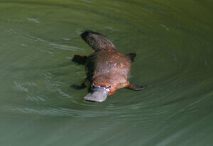 Meet the Platypus, An Extraordinary Animal!