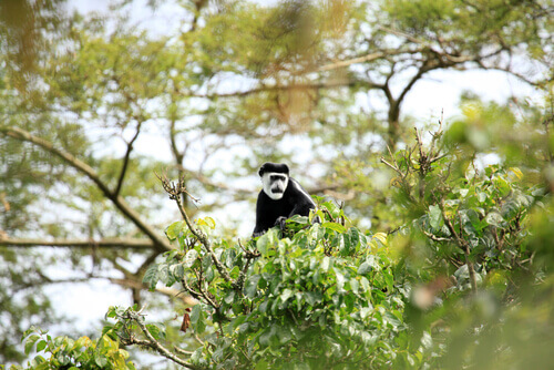 A primate up in the trees.