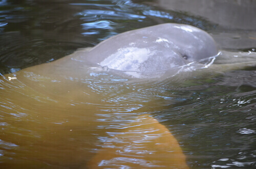 A river dolphin.